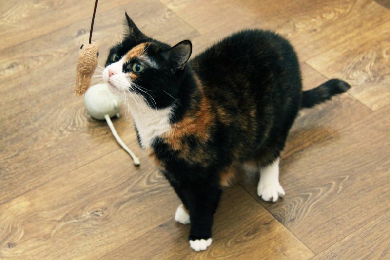 Котенок наказан