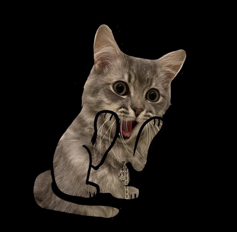 Сайт три лапы коты