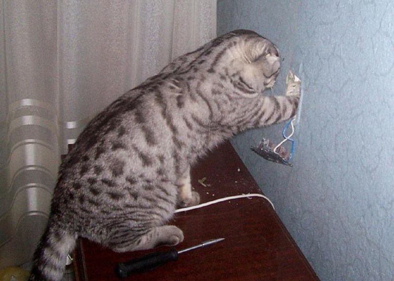 Котята писают на пеленку