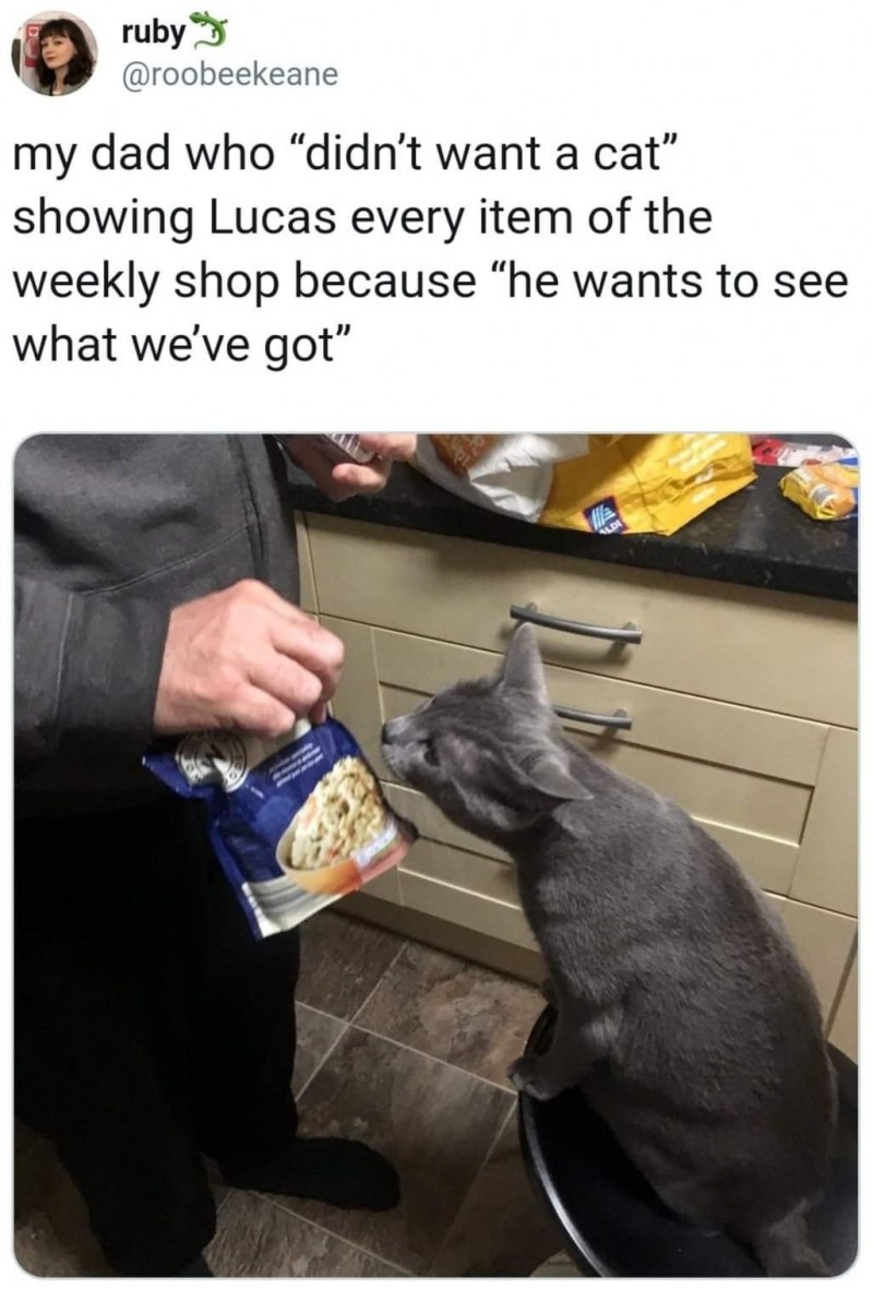Кот не хочет