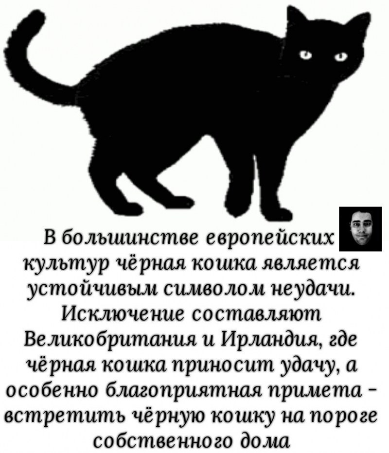 Кот какает