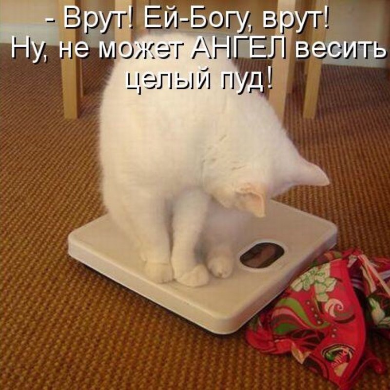 Тьмок котики