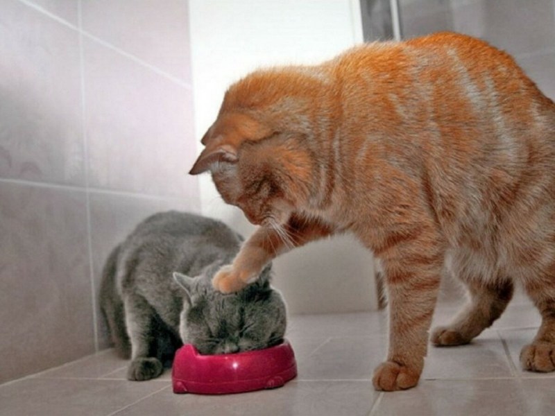 Мем погладить кота