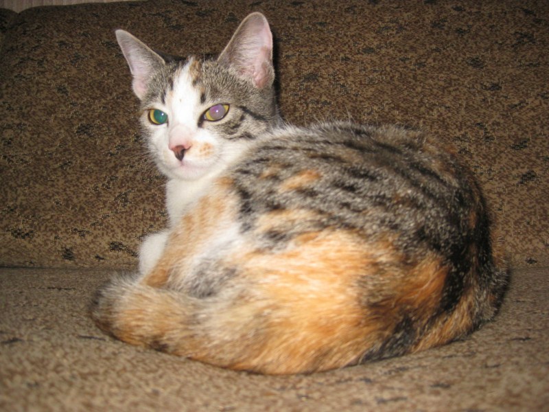 Коты в туалете