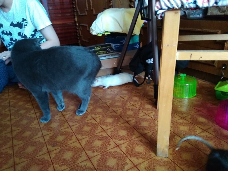 Котоматрица круть