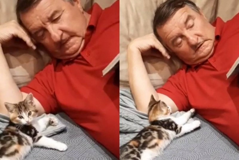 Мой кот обычный домашний