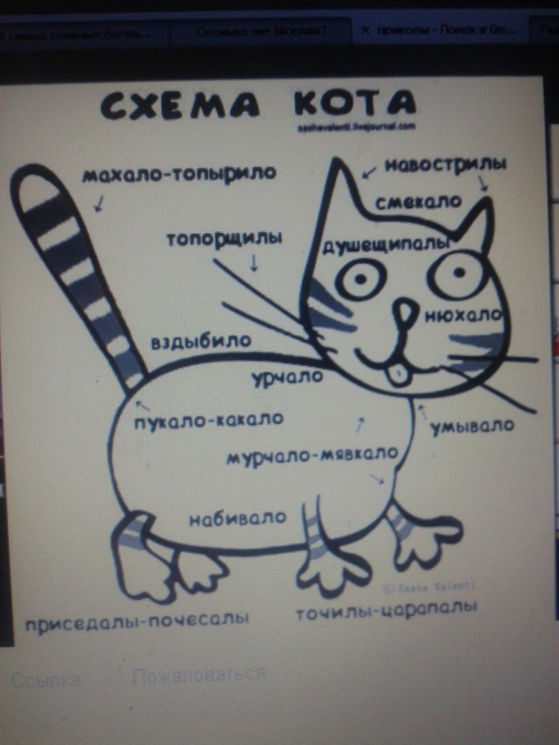 Кот упал с лестницы