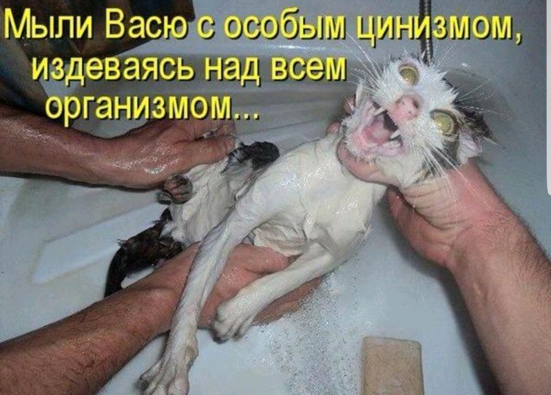 Приметы про котов