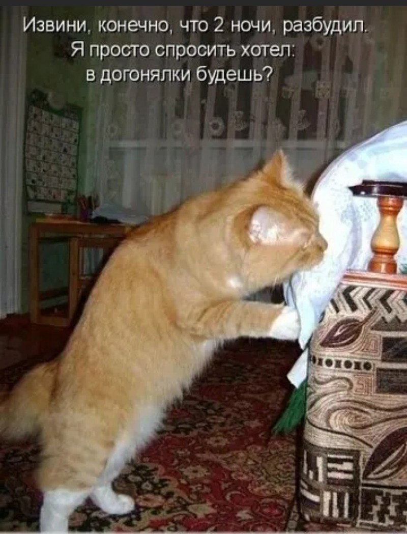 Когтеточка в форме кактуса