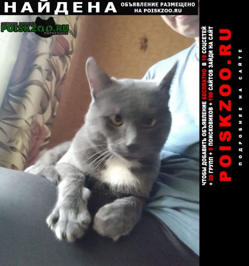 Заведи кота говорили они