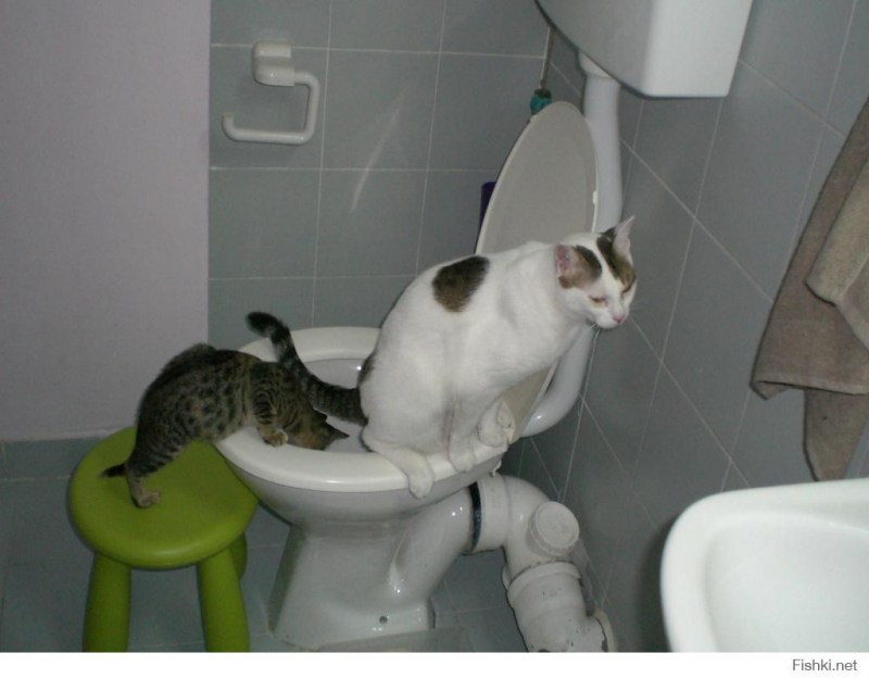 Унитаз для кошек
