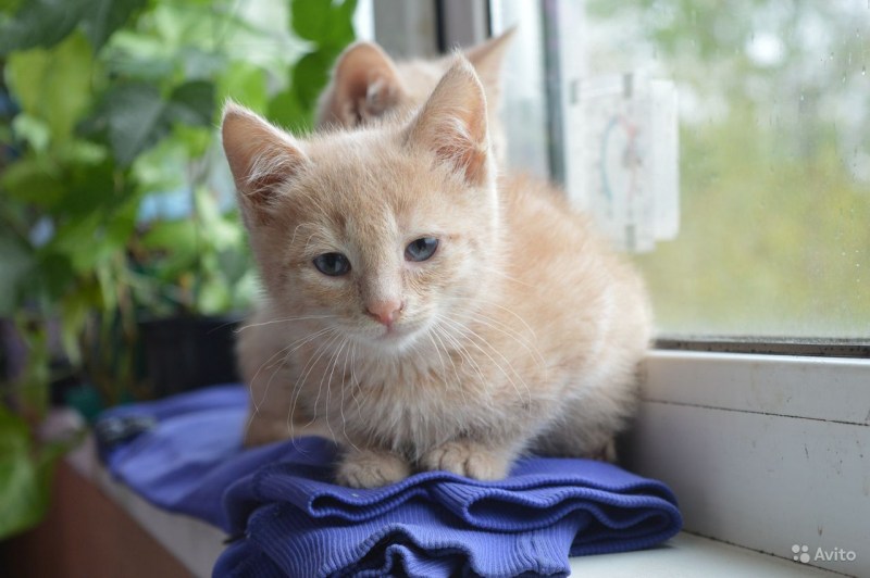 Персиковый котенок