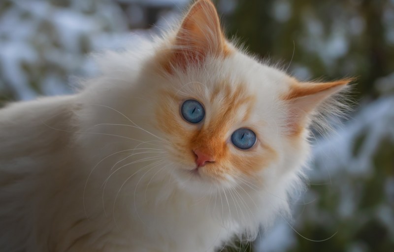 Сибирская кошка палевая
