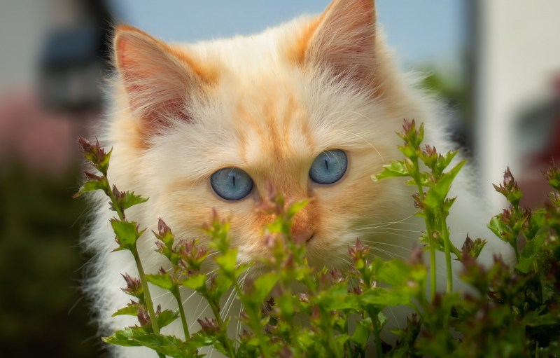 Рыжий котёнок