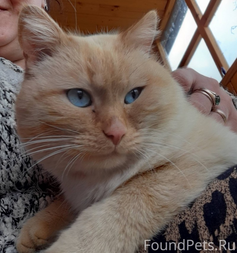 Бежевая кошка