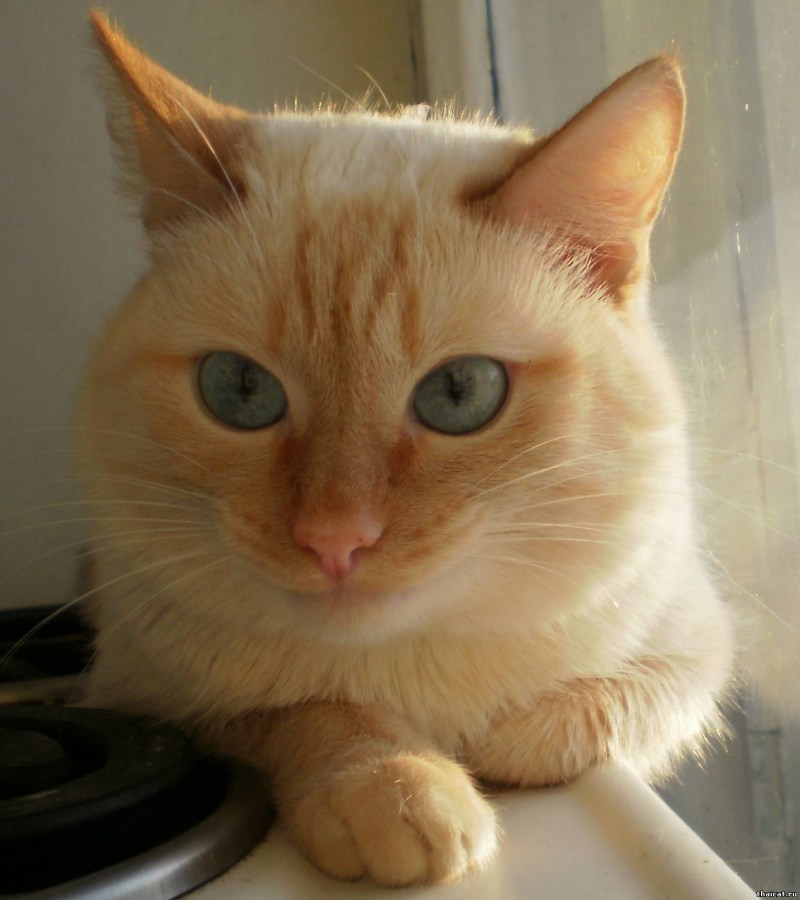 Невская маскарадная кошка