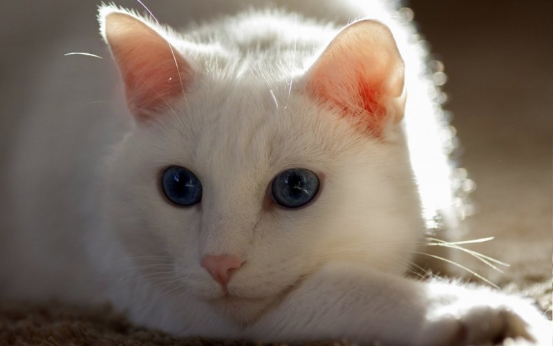 Персиковый котенок