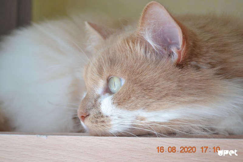 Кошка с голубыми глазами
