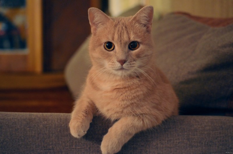 Сиамская кошка ред Пойнт