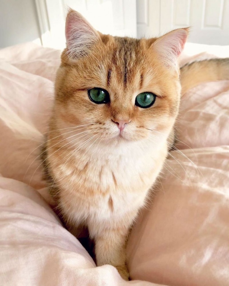 Палевый кот