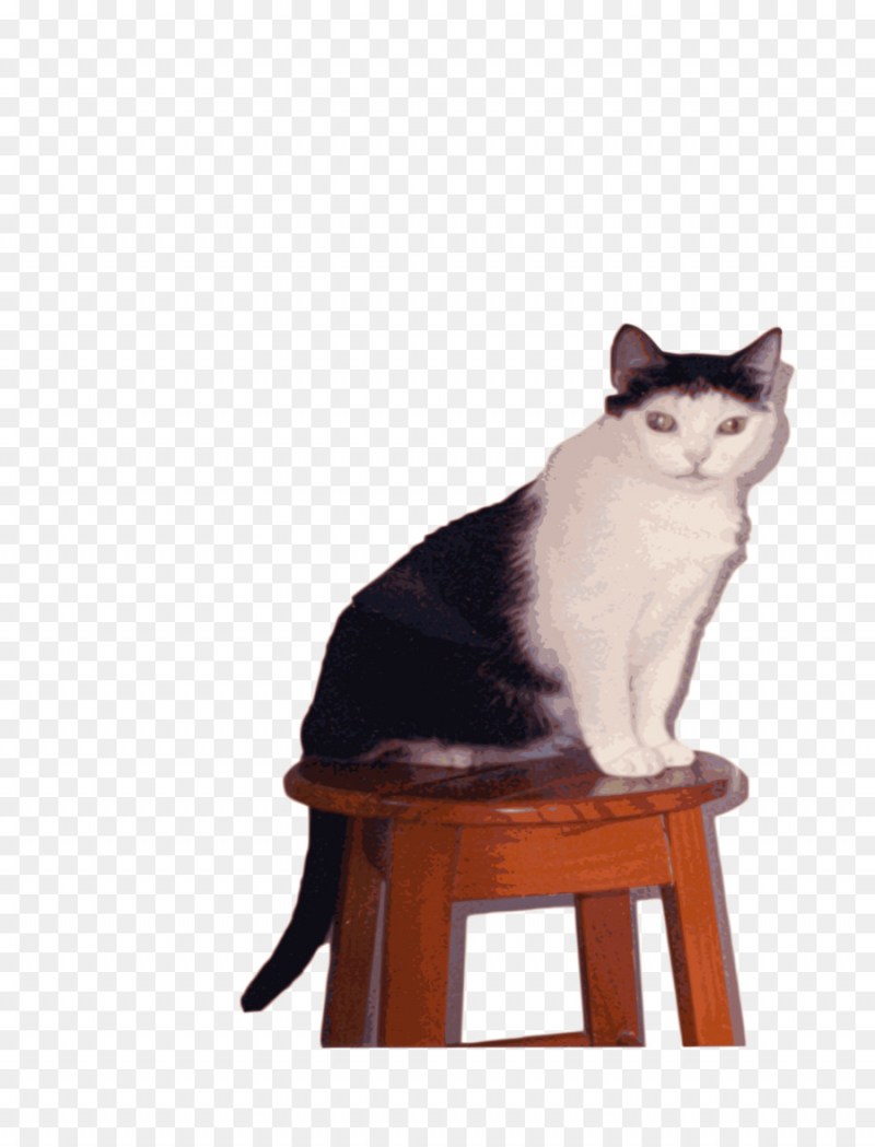 Кошка на стуле
