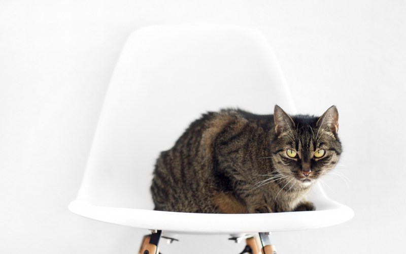 Котик на стуле