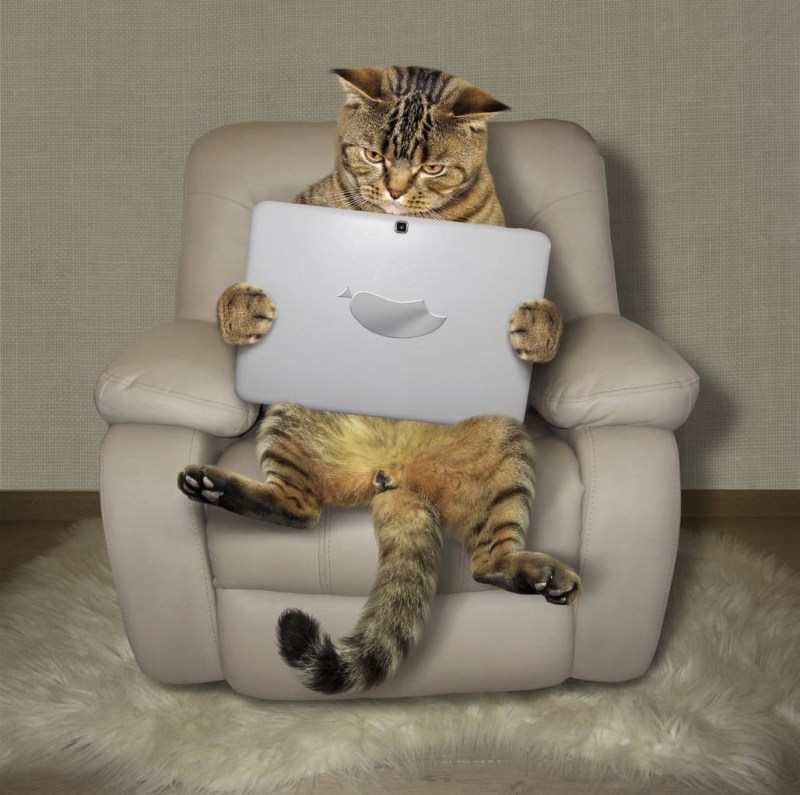 Котенок на табурете