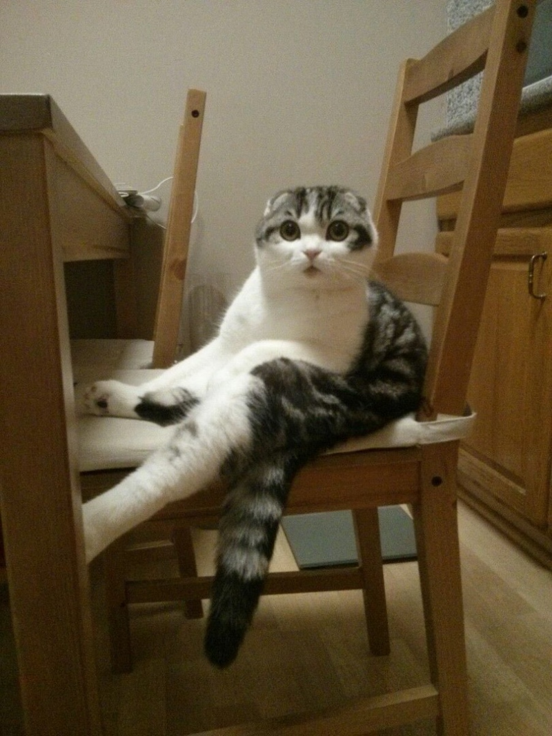 Кот сидит на стуле