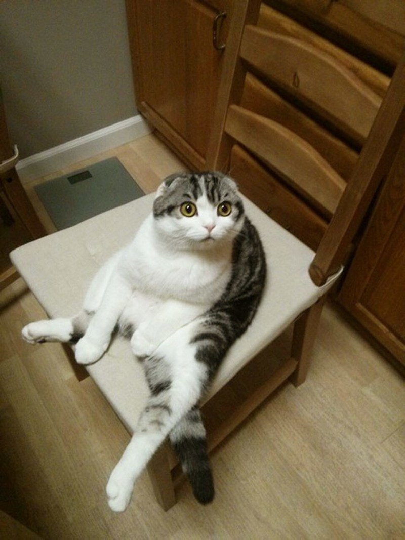 Кошка под столом