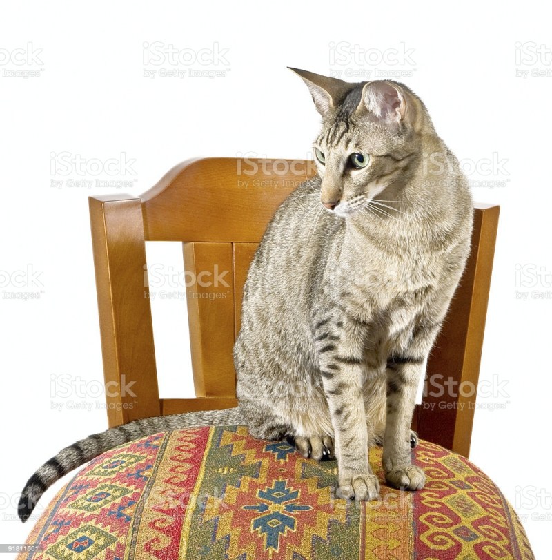 Кот отдыхает