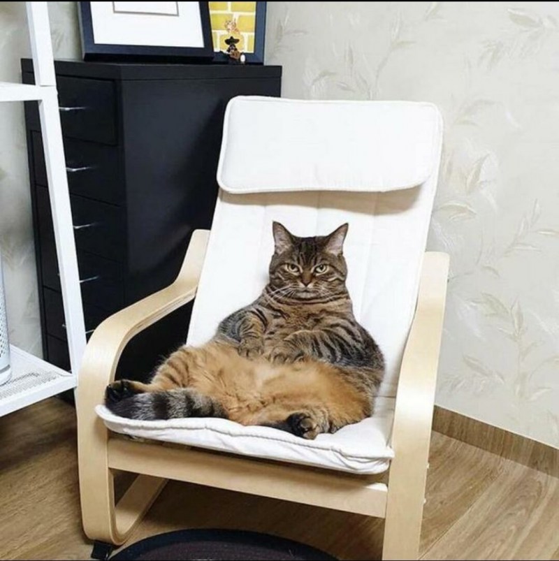 Кошка на стуле рисунок