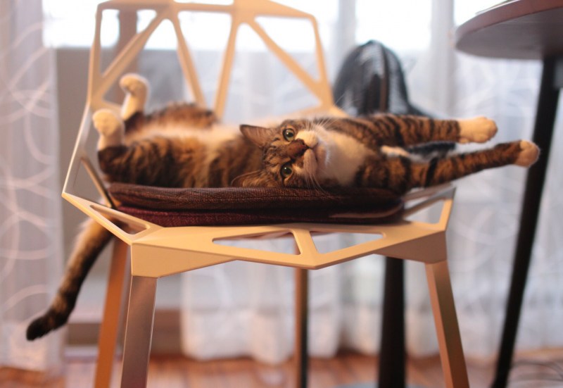 Котенок на скамейке