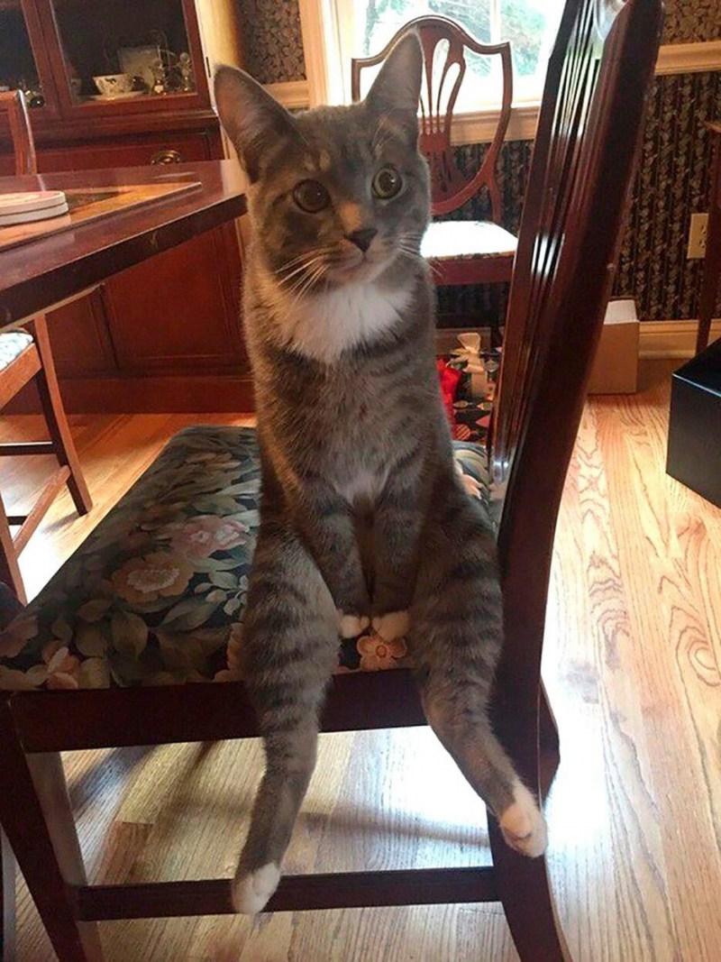 Кот смешно сидит