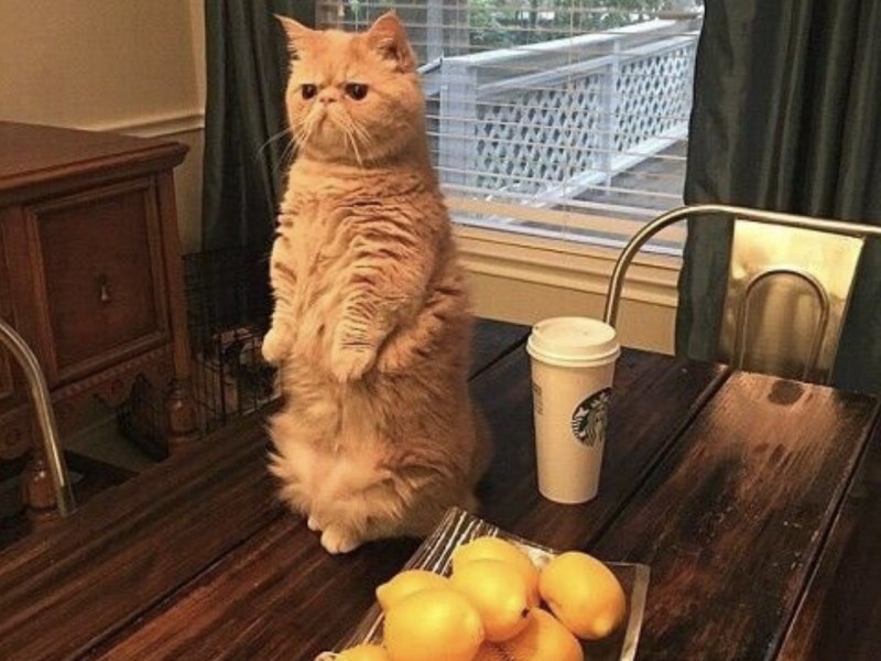 Изящная кошка