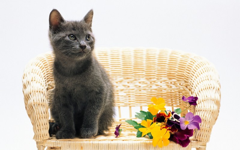 Кошка на стуле рисунок