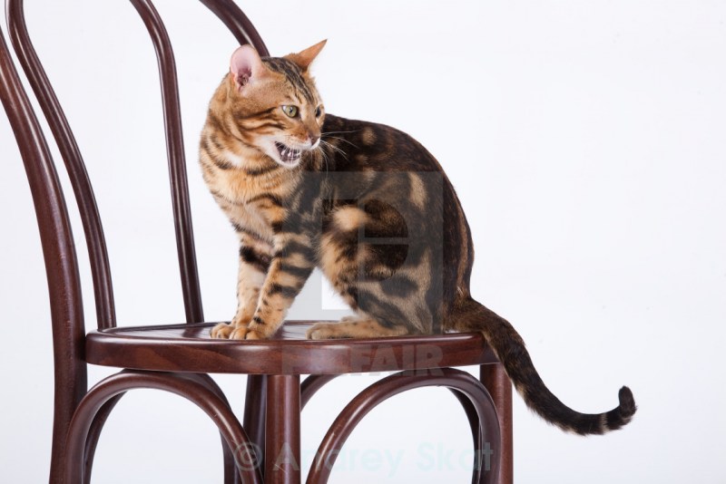 Сибирская кошка сидит