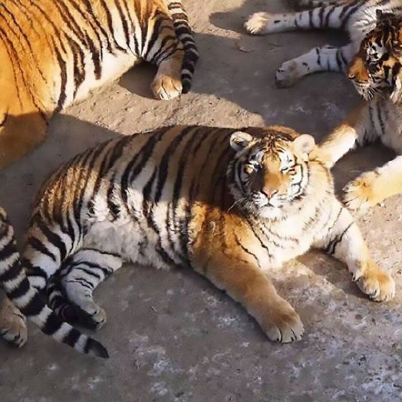 Кто сильнее Лев или тигр
