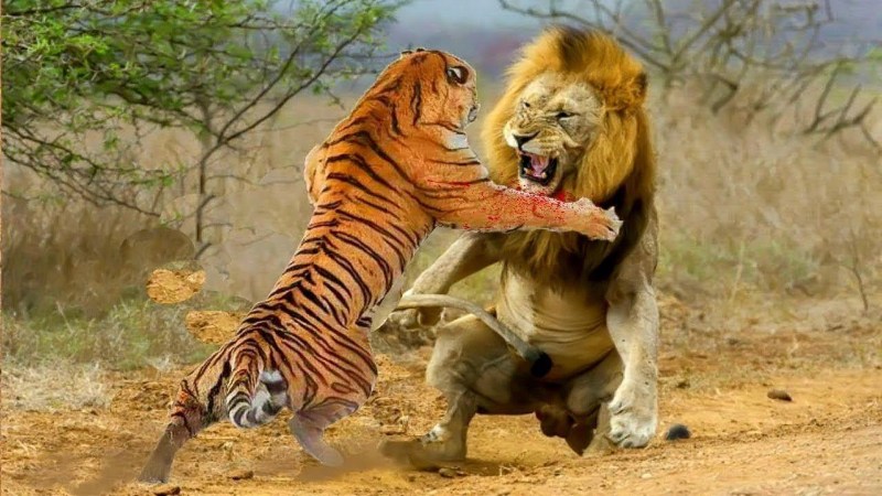 Лев vs тигр