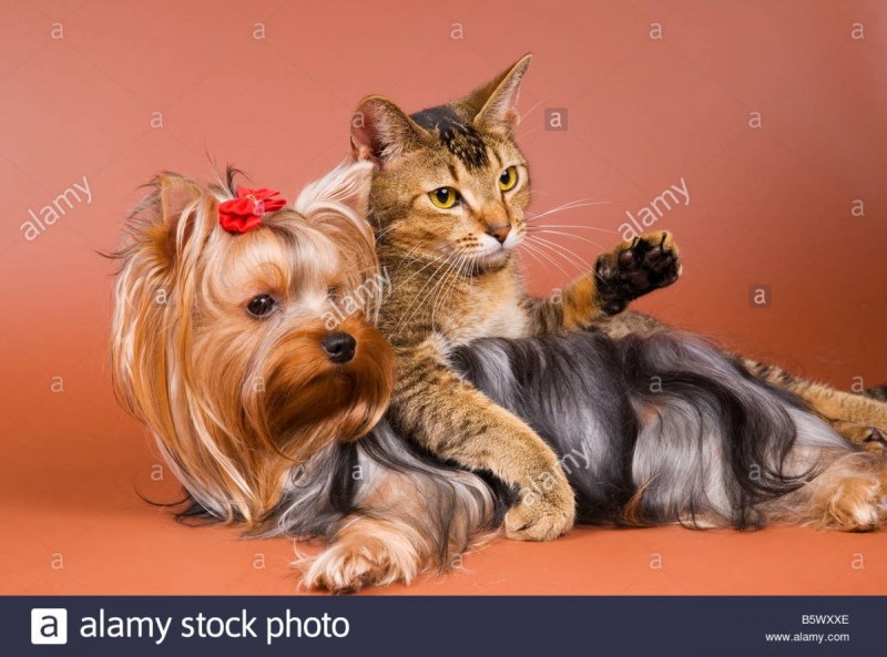 Йоркширская кошка