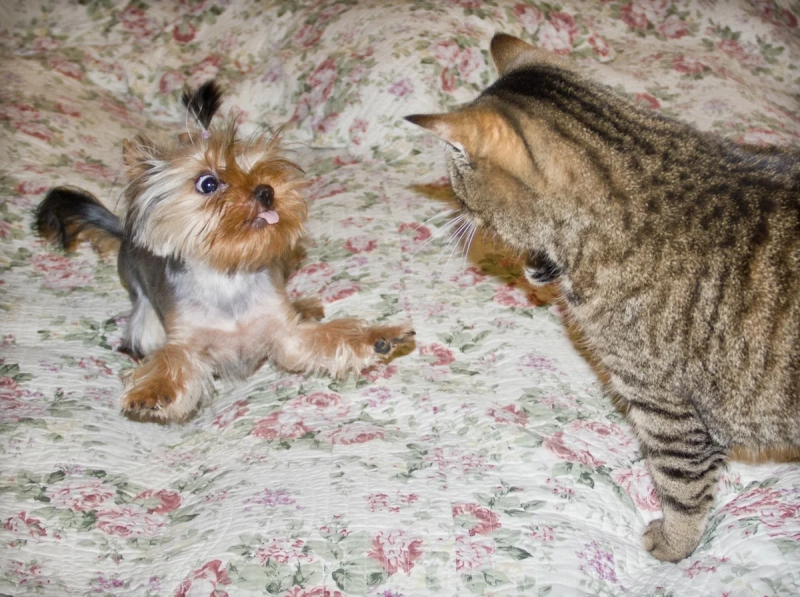 Йорк и кот