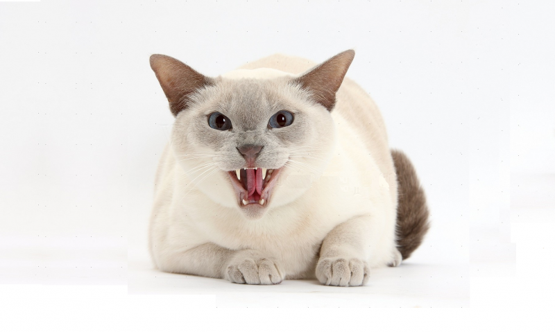 Сиамский кот косоглазый