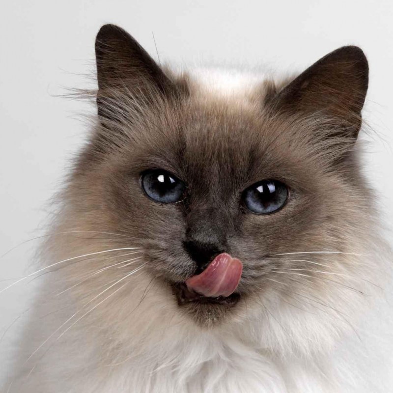 Сиамские коты злые