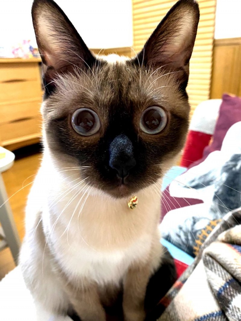 Тайская кошка колор Пойнт