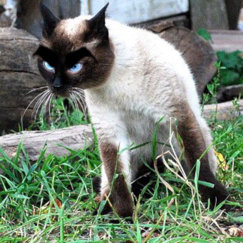 Веселый сиамский кот
