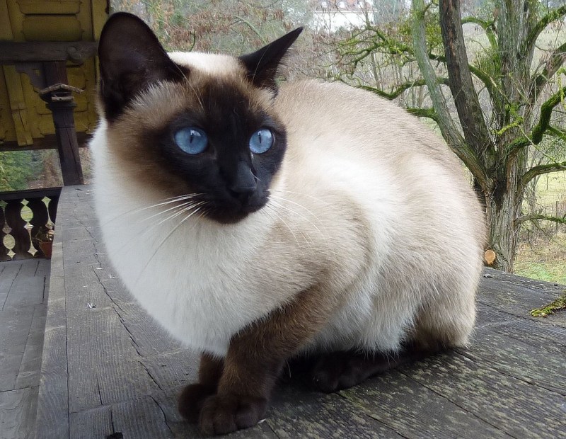 Сиамская кошка