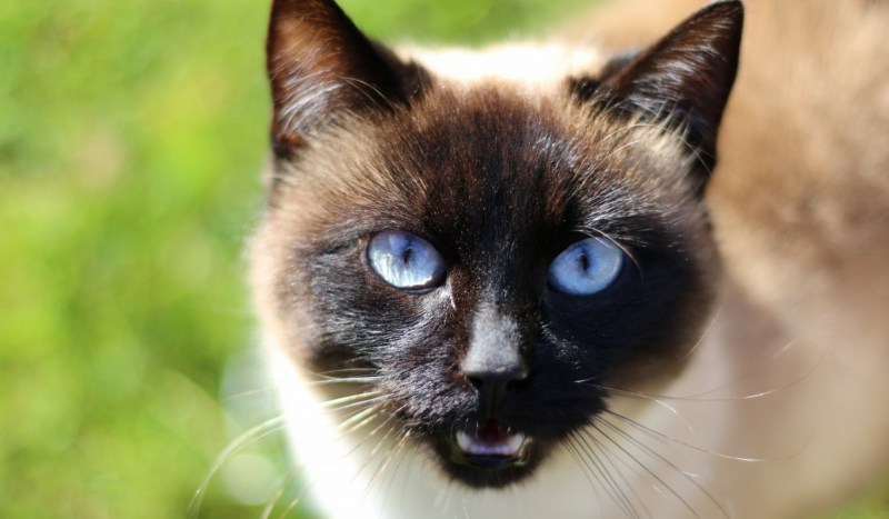 Сиамские коты