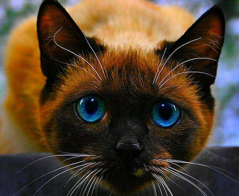Тайская кошка косоглазие