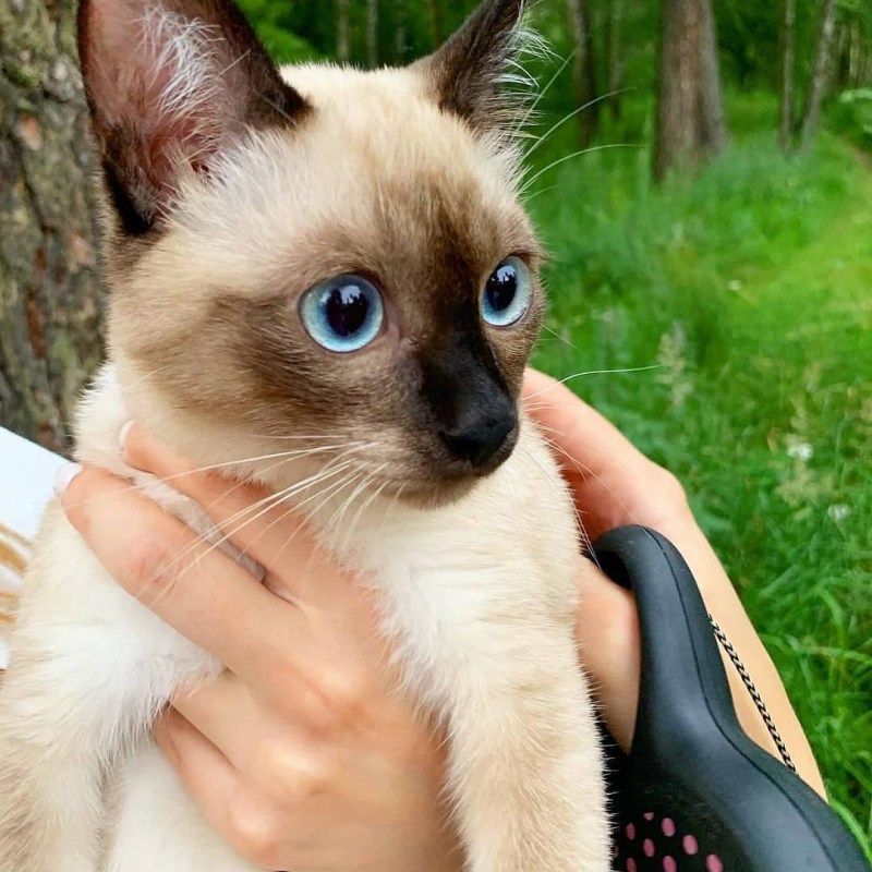 Породы кошек Сиамская кошка