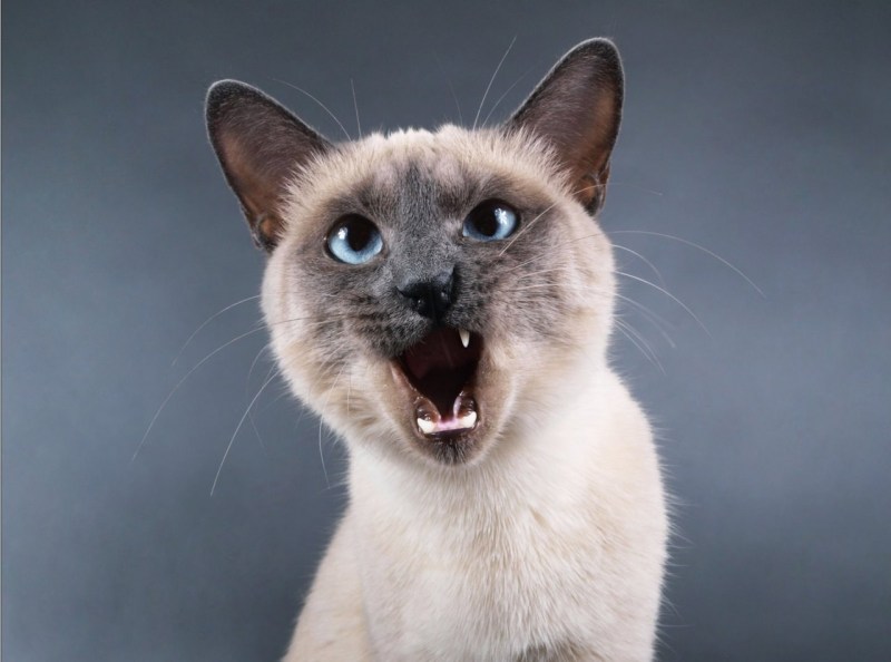 Сиамская кошка шипит