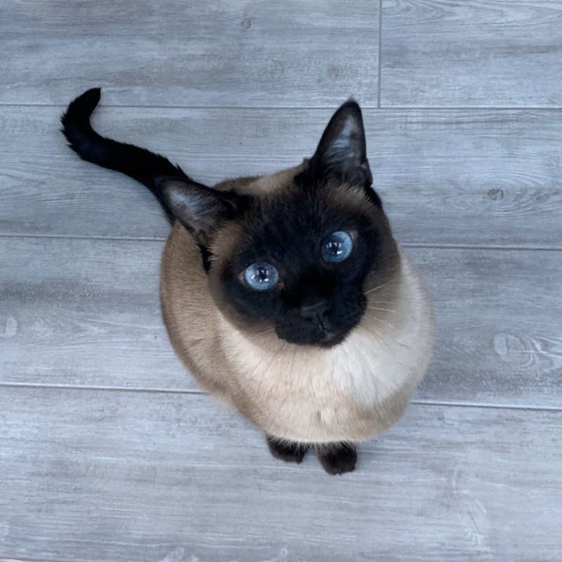 Девушка с котом на руках сиамским